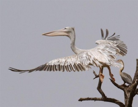 Pink Backed Pelican Tendaba Gambia